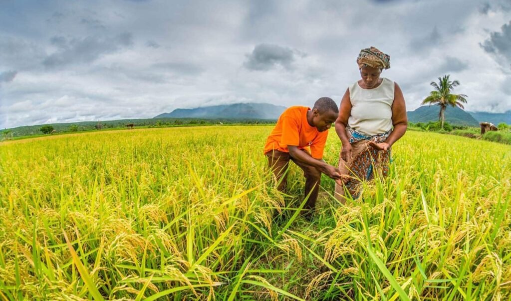 african-farmers-1024x603 Primes agricoles